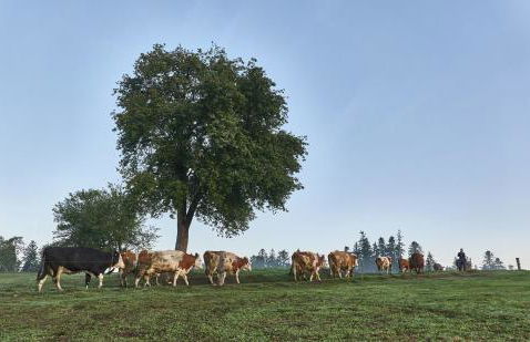 Bio-Ferienhof Höfler - Foto 48