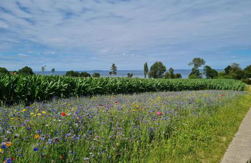 Kiekutsland - Foto 16