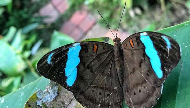 Uma borboleta no borboletário Pílpintuwasi
