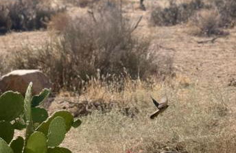 Poppy Ranch Pioneertown - Foto 64
