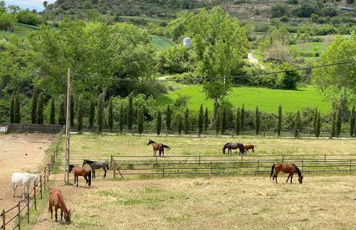 Touristic Ballonga Horses - Foto 37