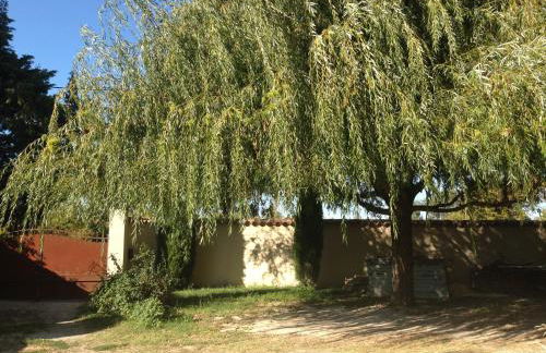 The Willow Tree - Photo 25