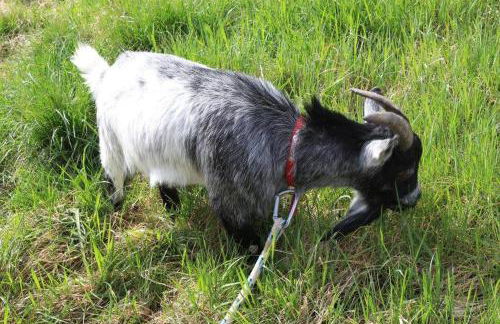 Chalets du Bois de Vache - Foto 47