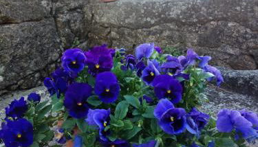 Casa do Balcão - Foto 3, Garden