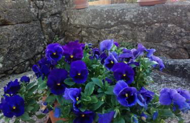 Casa do Balcão - Foto 3