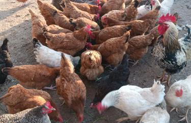 Agroturystyka nad potokiem - Foto 18