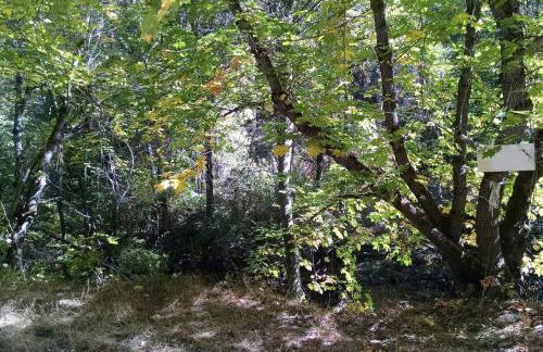 Unique Renovated School Bus for Camping in the Klamath National Forest, California - Foto 12