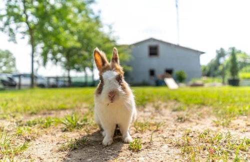 Agriturismo Colle Dei Pivi - Photo 60