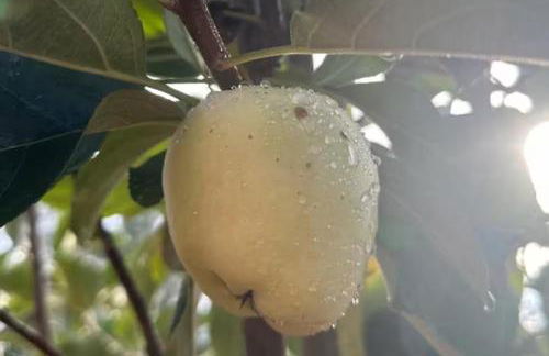 Lindo Sítio Estilo Moderno - Foto 78