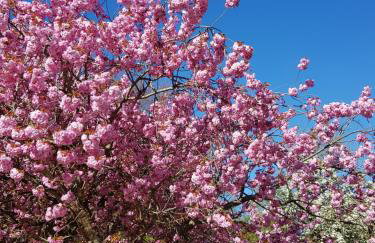 De Friesenjung Nordsee - Foto 4