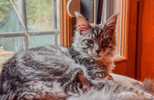 Poolhouse Oasi del Lupo - Foto 61