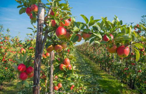 Ferienhaus-Elbdeichblick-Haselau - Foto 17