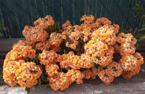 La Palmera Casa Rural - Foto 36