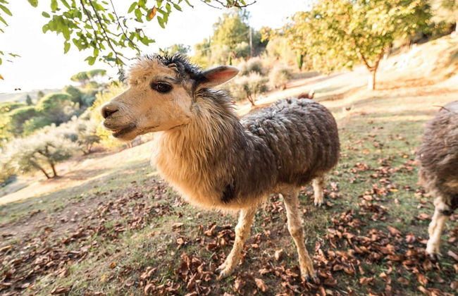 Farmhouse in Tuscany With Pool & Near Pisa - Foto 23