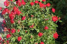 Holiday house "LEA" - Photo 64