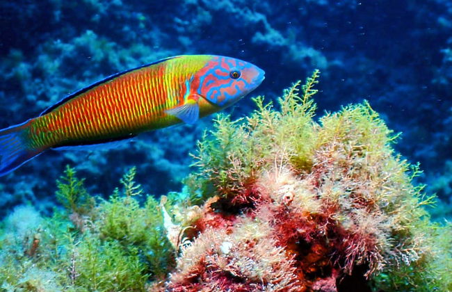 Bautismo de buceo en Puerto Addaya - Foto 13