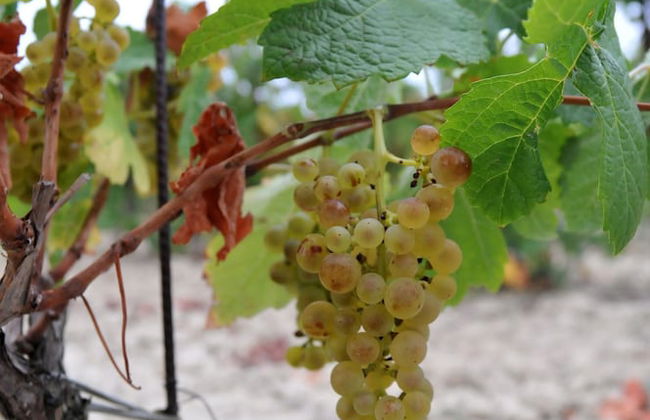 Le Gîte Vigneron - Foto 26