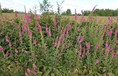 2 Bed in Chepstow 95046 - Foto 24