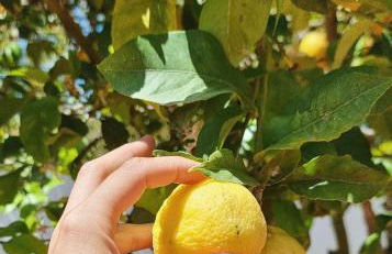 Eco Finca Sa Font Blava - Foto 29