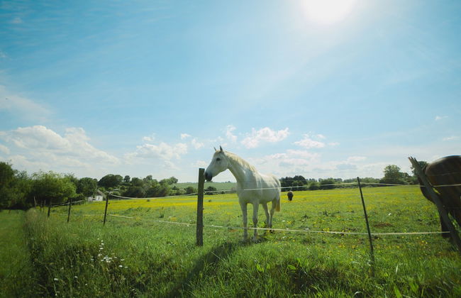 La Ferme des Épis - Foto 59