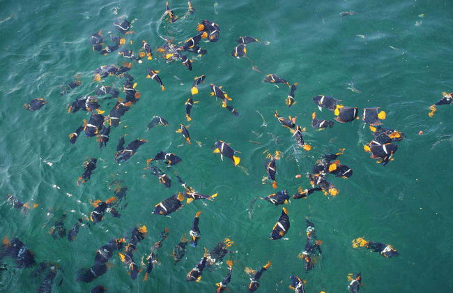 Los Arcos Catamaran Trip - Photo 4