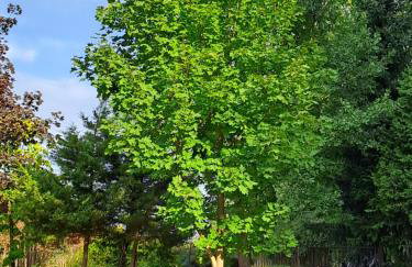 Villa Kasztanowa - Foto 49