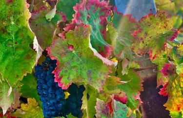 La Casa dell'Abate di Collepino - Spello - Foto 72