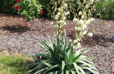 Mariolas Tinyhouse - Foto 31