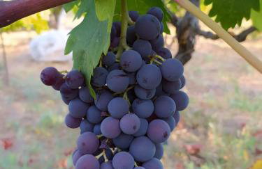 Small home of the Square Σπιτάκι της Πλατείας - Foto 50