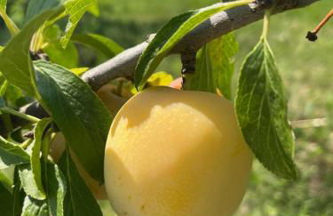 La Truffe Rose - Foto 39