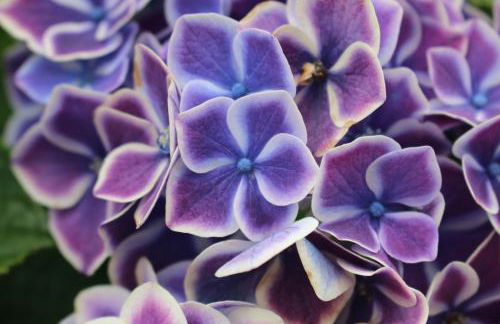 Casa do Regueirinho - Foto 8