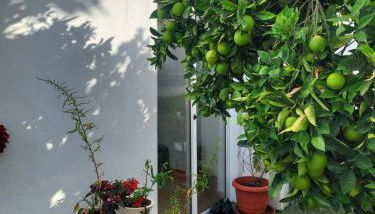 Apartamento Loft con vistas al mar y ciudad - Foto 4, Garden