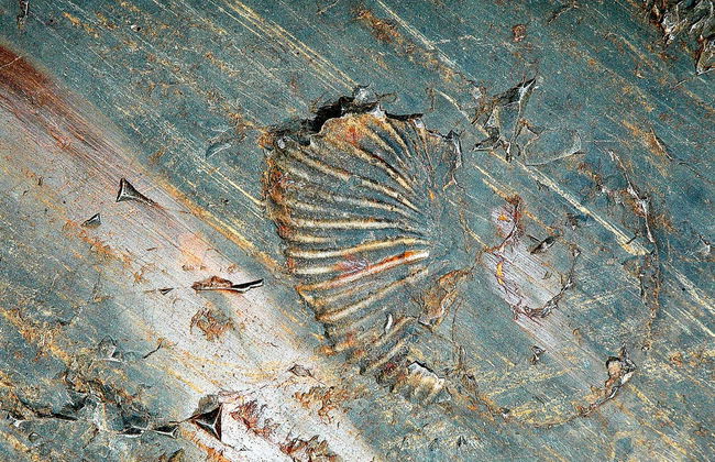 Estancia Cristina Hike & Boat Tour - Foto 7