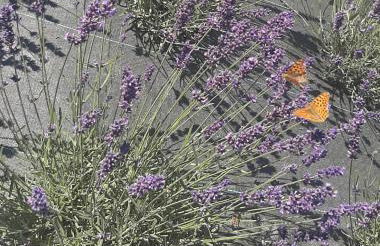 Villa Rocco Country House - Foto 44