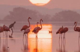 Sable & Pampas - Photo 50
