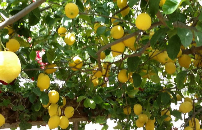 Exclusive Cottages are in S West Crete in a Quiet Olive Grove Near the sea - Foto 15