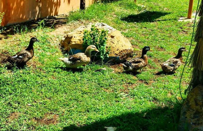 Le Vallon Vert - Club Équestre - Foto 15