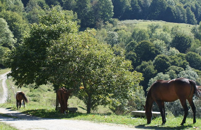 La Costa de Mollo - Foto 64