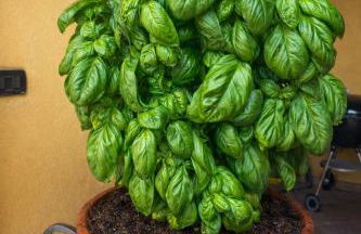 Un piccolo castello medioevale vicino 5 Terre - Foto 10