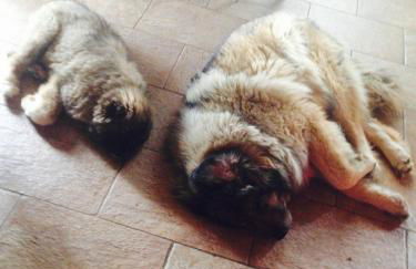 I Giardini Di Margius - Foto 69