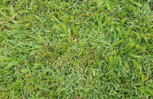 Chacara Oliva - Foto 31