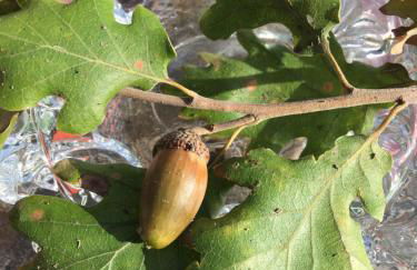 Le Ghiande - Foto 24