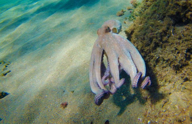 Kayak en el Cabo de Gata - Foto 7