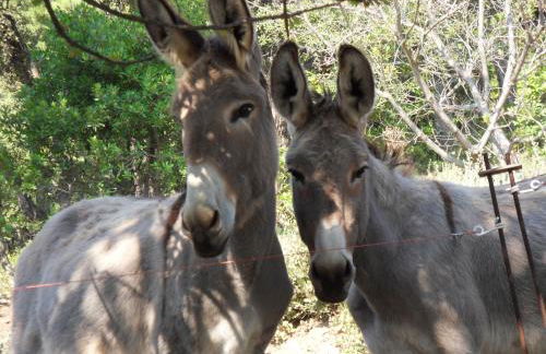 La Maison d'Allouma - Foto 8