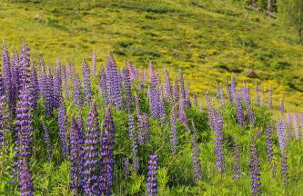 Gemütliches Ferienreihenhaus mit Holzkamin im Schwarzwald - Foto 10