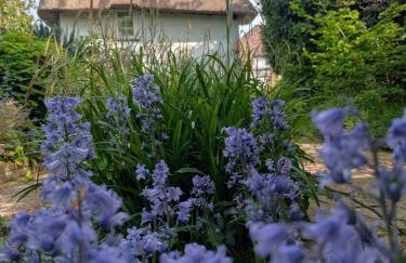 Beautiful Thatched Cottage with Outdoor Pool, Secure Garden, Dog & Family Friendly! Chichester Holiday Properties - Foto 17