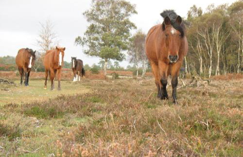 Primrose Spinney - Foto 46