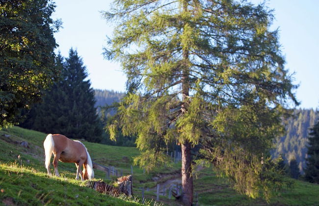 Apartment in Salzburger Land With Balcony - Foto 17