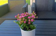 Lazur Resort - Foto 8