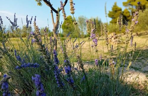 Κτήμα Verde - Foto 54